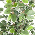 130cm Artificial Variegated White/Green Bushy Ficus Tree