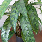 60cm Variegated Artificial Calathea Plant