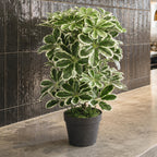55cm Variegated Artificial Arboricola Plant