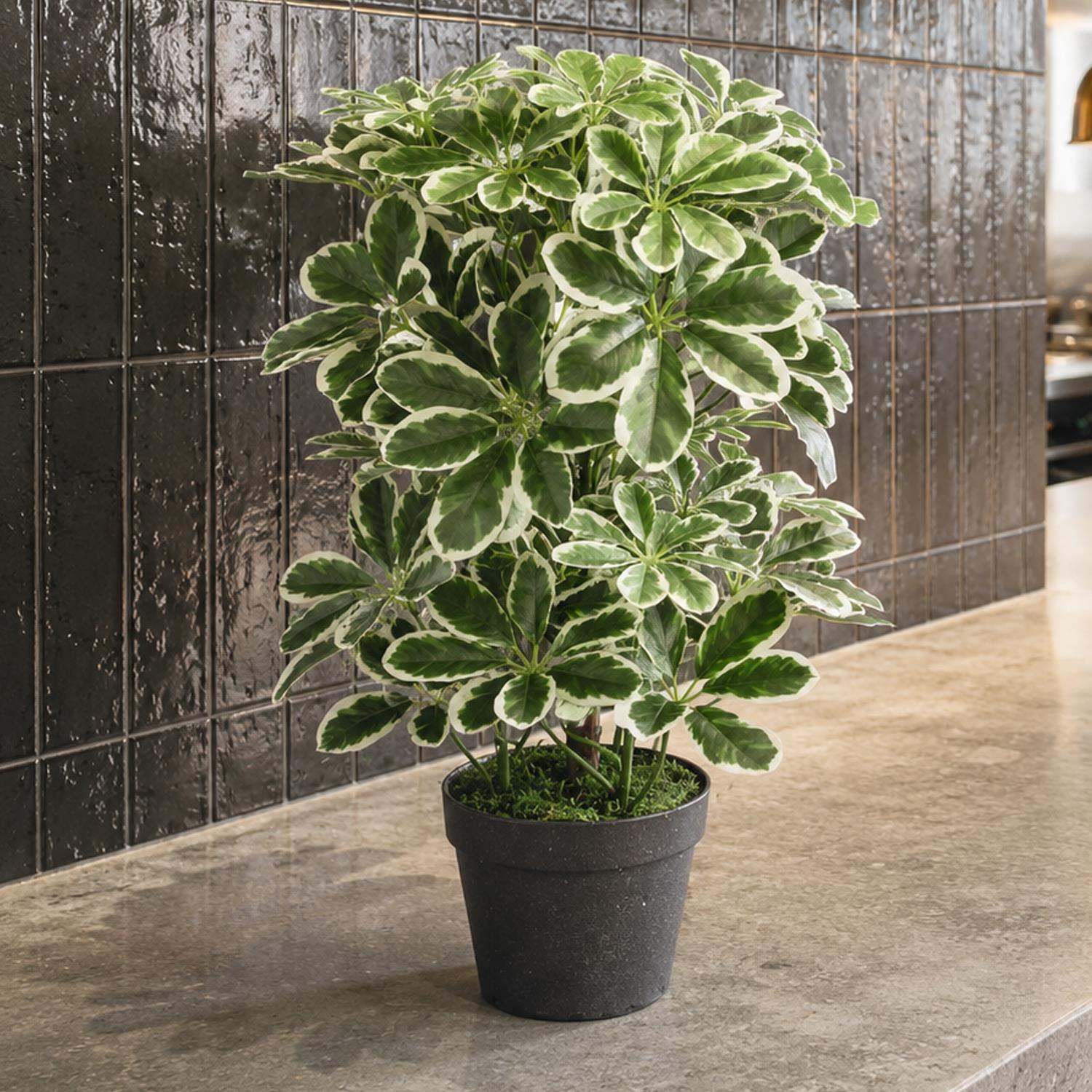 55cm Variegated Artificial Arboricola Plant