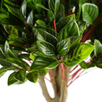 Artificial 90cm Pair of UV Resistant Gloxinia Ball Topiary and Trunk