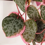 90cm Artificial Potted Hanging Trailing Pink Plant String of Hearts