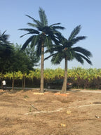Konstgjord Royal Palm 4–7 m – RealTex™ UV-beständig Premiumpalm för Lobbyer & Resort