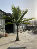 Konstgjord Royal Palm 4–7 m – RealTex™ UV-beständig Premiumpalm för Lobbyer & Resort