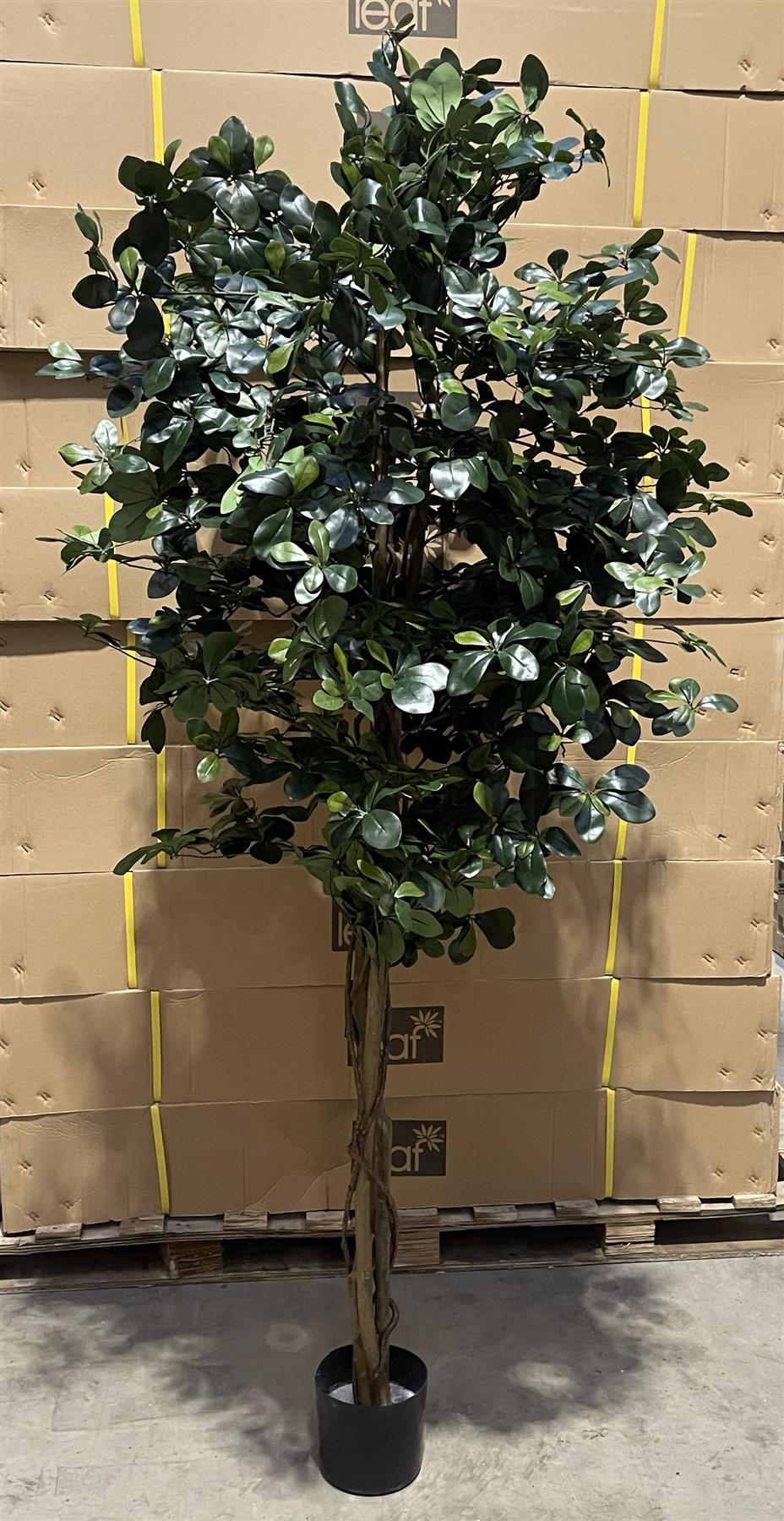 180cm Artificial Fire Retardant Black Olive Tree and Natural Trunk