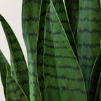 70cm Artificial Sansevieria Dark Green