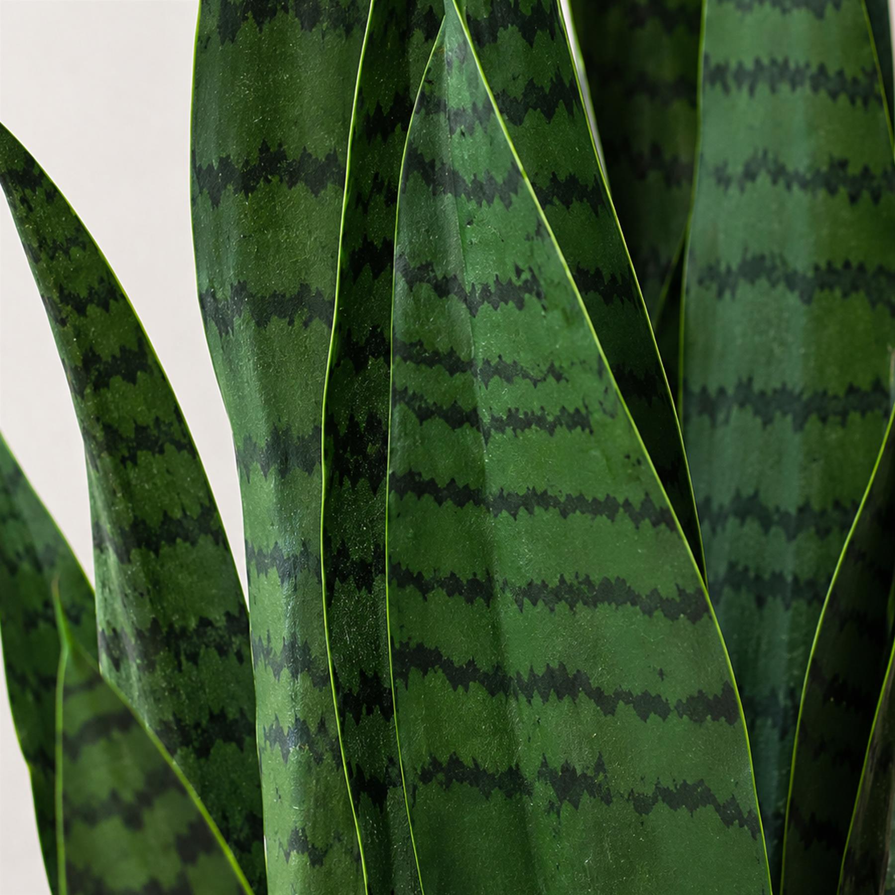 70cm Artificial Sansevieria Dark Green
