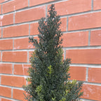 120cm Artificial Natural Look Cedar Cypress Tree