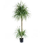 180cm Dracaena Realistic Artificial Tree
