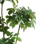150cm Radermachera Realistic Artificial Tree
