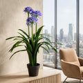 90cm Premium Artificial Agapanthus with pot BLUE