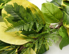180cm Artificial Garland Hanging Trailing Golden Ficus Plant