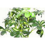 70cm Twisted Stem Modern Arboricola Artificial Plant Bonsai Bush