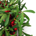 Artificial 60cm Christmas Mistletoe Leaf Red Berry Floristry Wreath