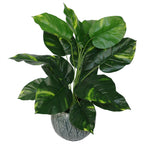 60cm Artificial Devil's Ivy Plant