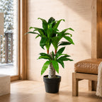 75cm Artificial Dracaena Plant Wide Trunk Triple Branch