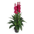 100cm Artificial Cymbidium Orchid Plant Dark Pink Flowers