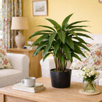 60cm Artificial Calathea Evergreen Plant
