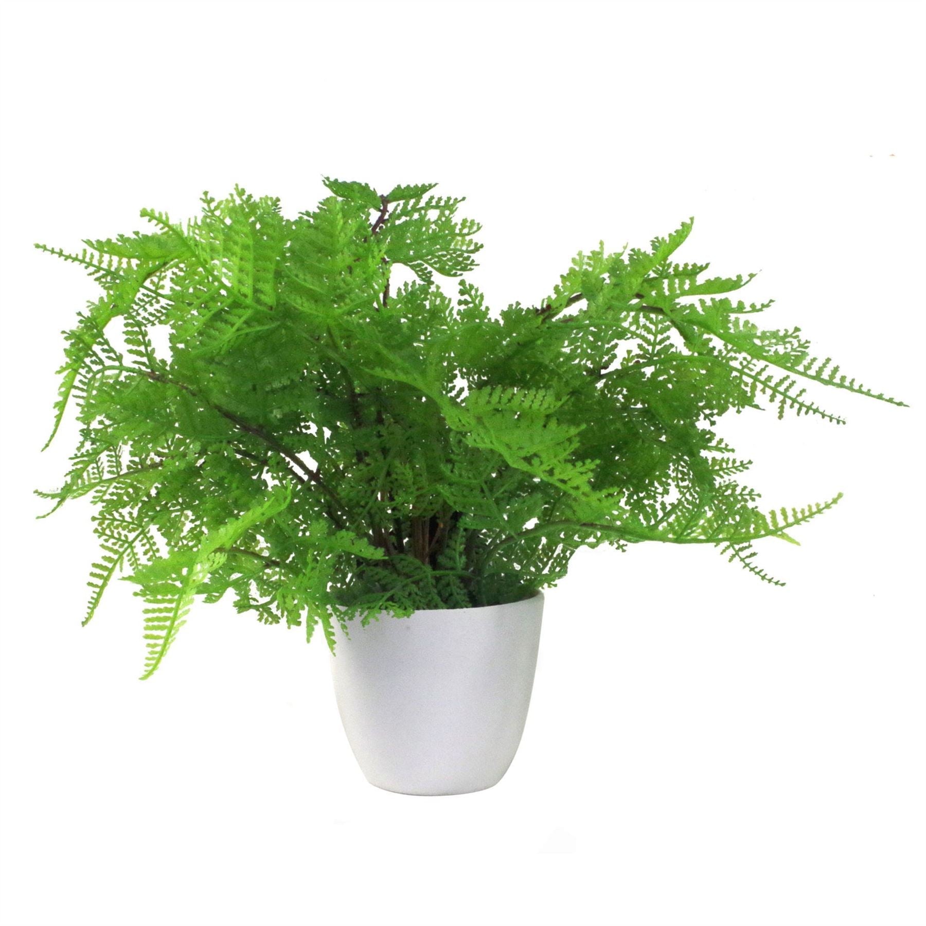 Pack of 3 x 30cm Artificial Ferns Southern Wood Lady and Royal Potted