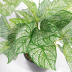 Artificial Caladium Plant with pot 40cm