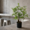 Artificial Natural Moss Base Fern Foliage Plant 60cm