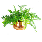 Leaf Metal Bowl Planter 32 x 20cm Hammered Copper Colour Straight Edge