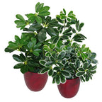 55cm Variegated Plant Artificial Arboricola