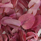 80cm Artificial Pink Eucalyptus Foliage Stem