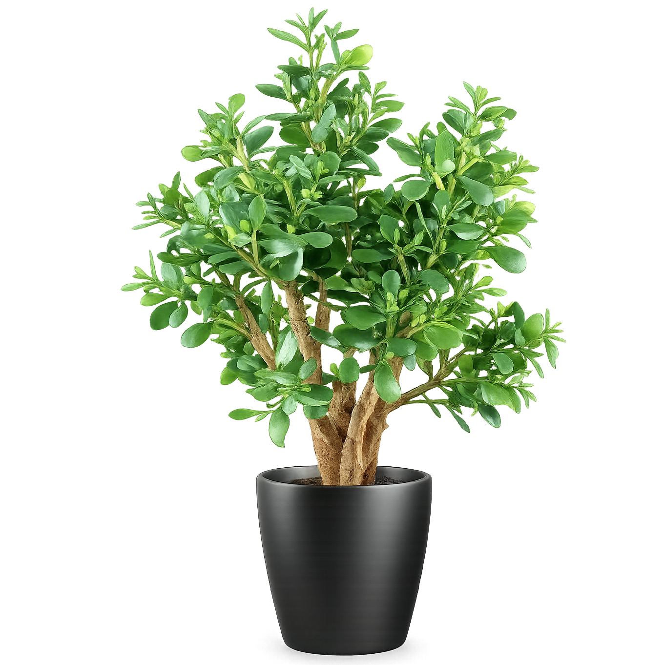70cm Artificial Deluxe Jade Plant