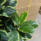 120cm Artificial Rubber Tree