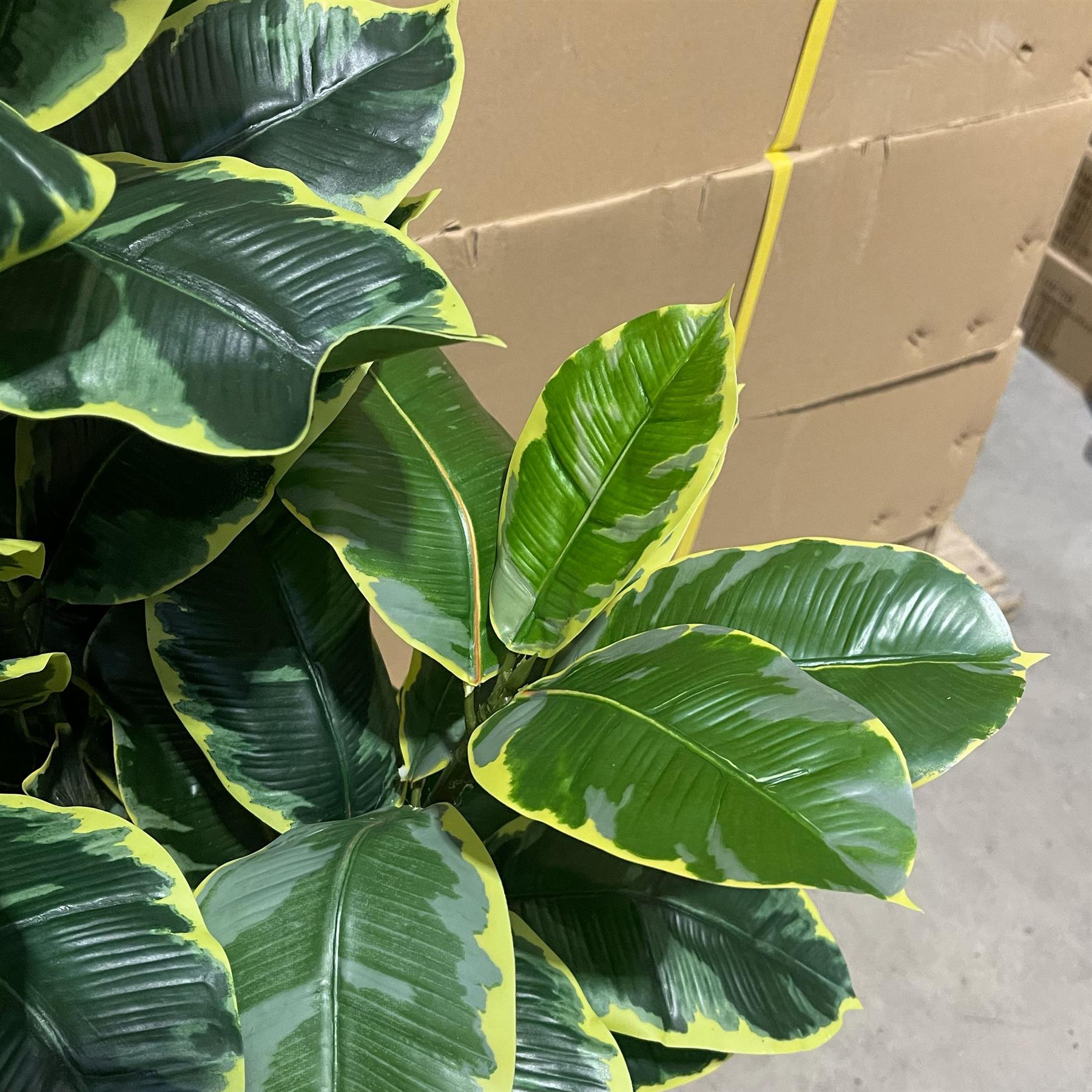 120cm Artificial Rubber Tree