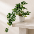 30cm Artificial Variegated Green Potted Monstera Trailing Plant