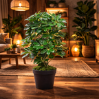 55cm Dark Green Artificial Schefflera Arboricola