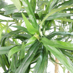 Artificial 100cm Dracaena Plant Tree with Pot Premium Range