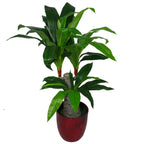 75cm Artificial Dracaena Plant Wide Trunk Triple Branch