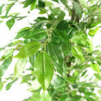 180cm Artificial Ficus Tree Green