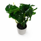 30cm Artificial Mini Pothos in Decorative White Pot