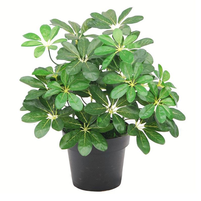 55cm Dark Green Artificial Arboricola Plant
