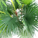 Artificial 90cm Fan Palm Tree