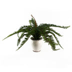 40cm Artificial Fern Bush in Decorative Planter