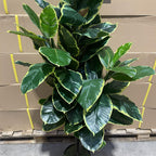 120cm Artificial Rubber Tree