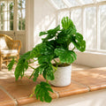 30cm Artificial Green Potted Monstera Trailing Plant