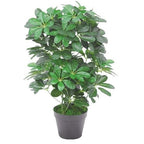 55cm Dark Green Artificial Schefflera Arboricola