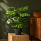 Artificial Monstera Plant 60cm Monstera
