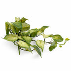 25cm Artificial Trailing Variegated Caladium Vine Plant Light Green