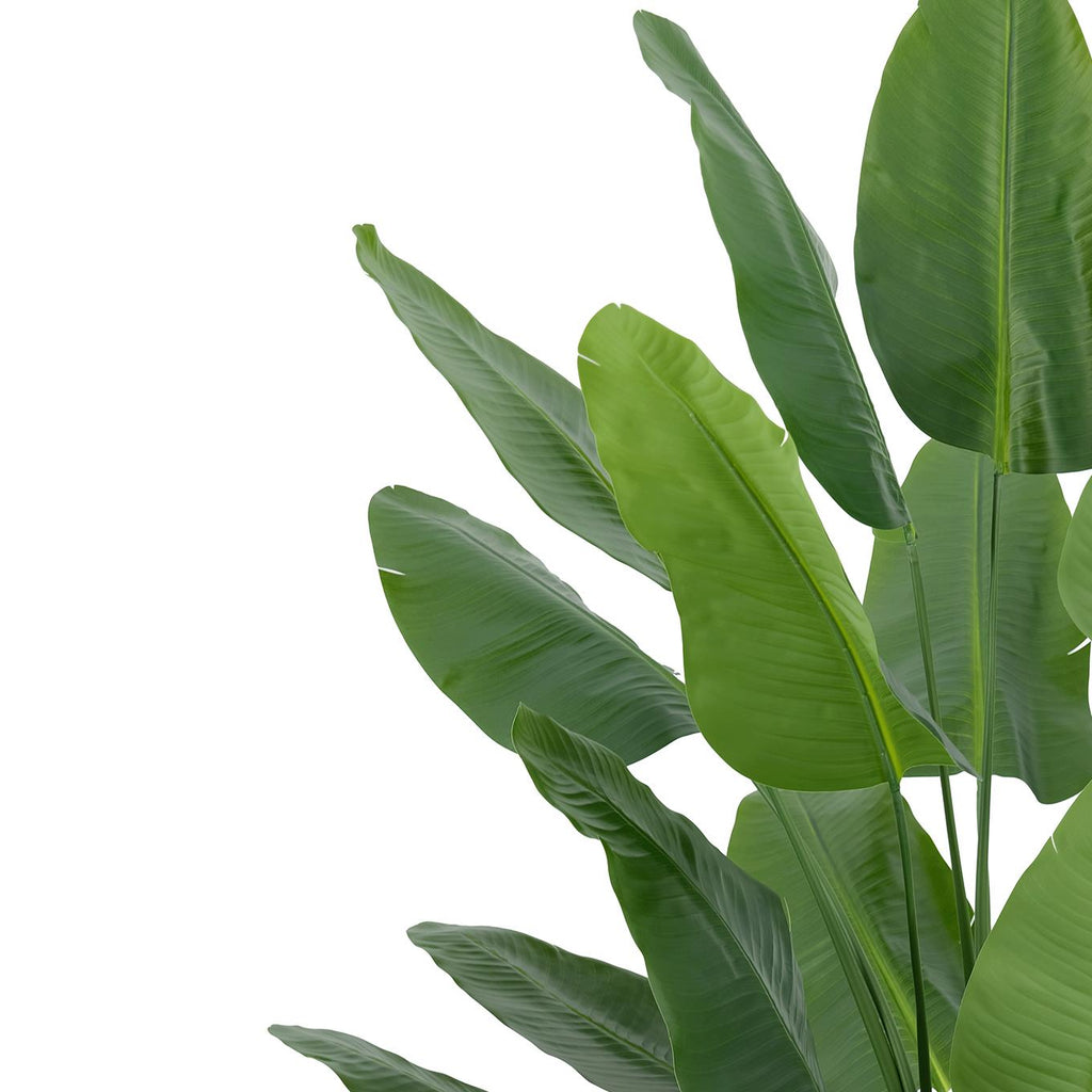 200cm Traveller Palm Artificial Tree