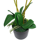 60cm Artificial Luxury Orchid Triple Stem Pink Realistic Plant