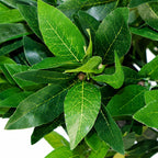50cm Dwarf Artificial Bay Tree Laurel Topiary Bush