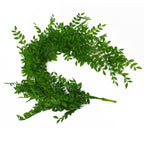 100cm Artificial Hanging String of Pearls Fern Plant Light Green