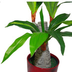 75cm Artificial Dracaena Plant Wide Trunk Triple Branch
